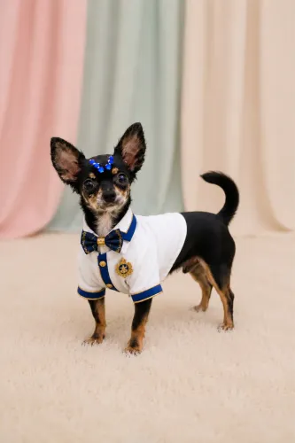 Chihuahua macho