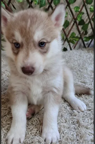 Filhote de Husky Siberiano com Pedigree Liberty
