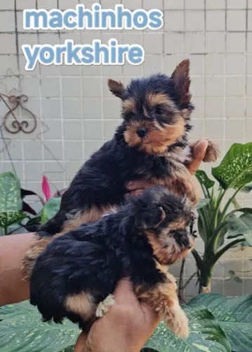 Yorkshire