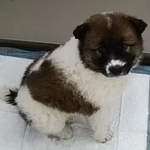 Akita Inu,Akita Inu Filhote de Alta Qualidade com Excelente Temperamento
