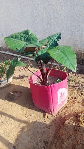 Alocasia, caule roxo.