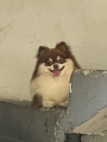 Procura-se femea para namorar ! Lulu da pomerania
