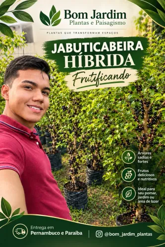 PÉ DE JABUTICABA FRUTIFICANDO (ENTREGAMOS NA SUA CASA) 