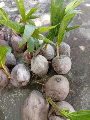 Mudas de côco amarelo