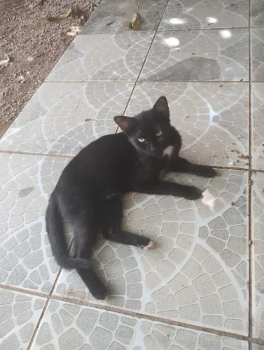Gatinha para adoção responsável 