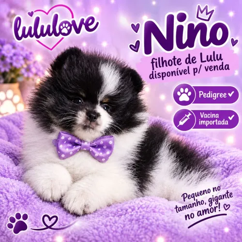 Filhote de Spitz alemão