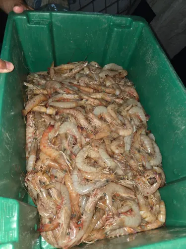 Camarao e outros peixes 
