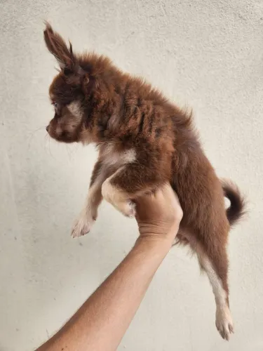 Chihuahua Fêmea Chocotan