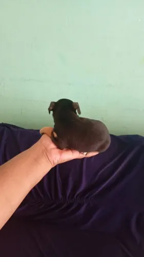 Vendo cachorro pincher número 1