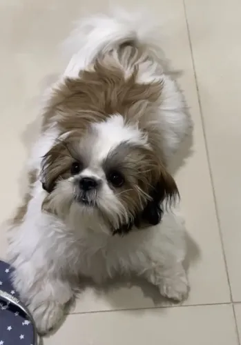 Doação cachorro shih tzu filhote