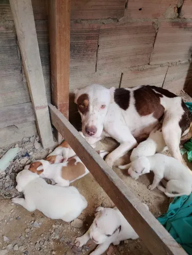 Cachorros pitbul filhote