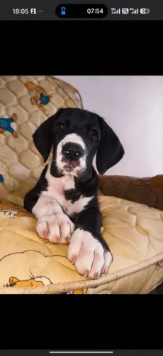 Dogue alemão filhote 