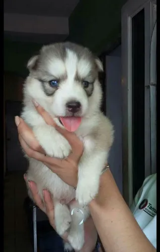 Husky siberiano Cachorro com 50 dias esperando para ser feliz