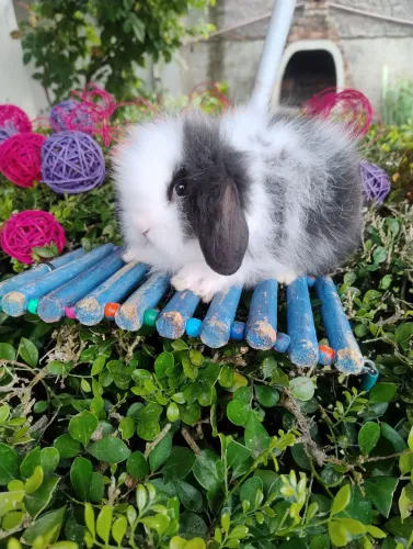 Coelho mini Lop disponível 
