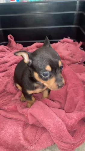 Filhote de Pinscher macho