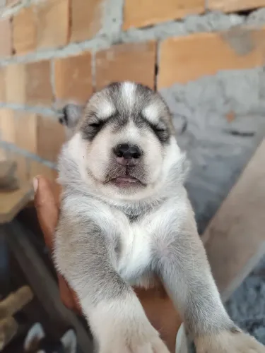 Vendo lindo filhote de husky siberiano