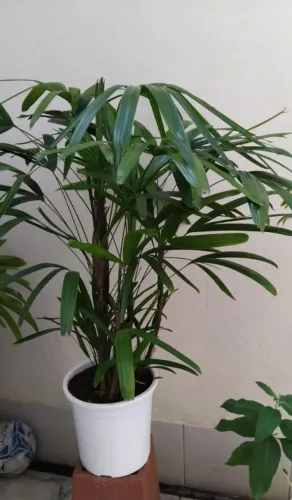 Planta ráfia