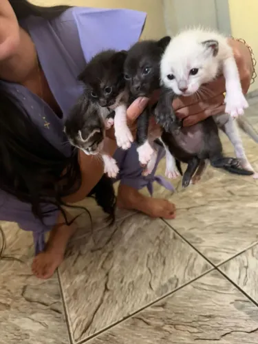 Doa-se gatos filhos de SIAMÊS 