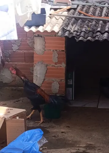 Vende galo 