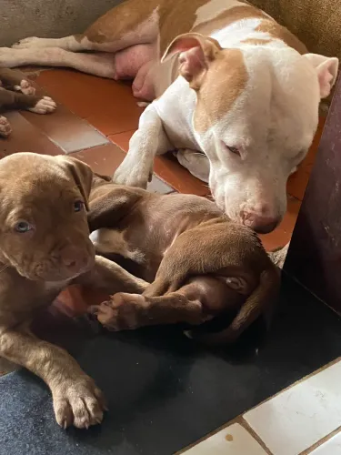 Filhote de pit bull SÓ FÊMEA