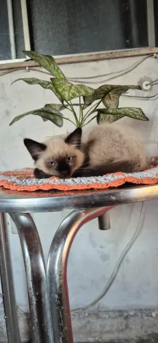 Doação Gatinho Filhote