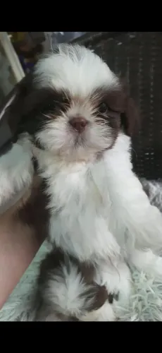 Shih Tzu Filhote Macho