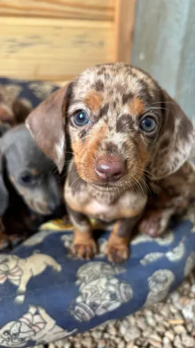 Lindos filhotes Dachshunds