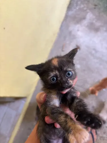 Gatinhas pra adoção, preta e laranja