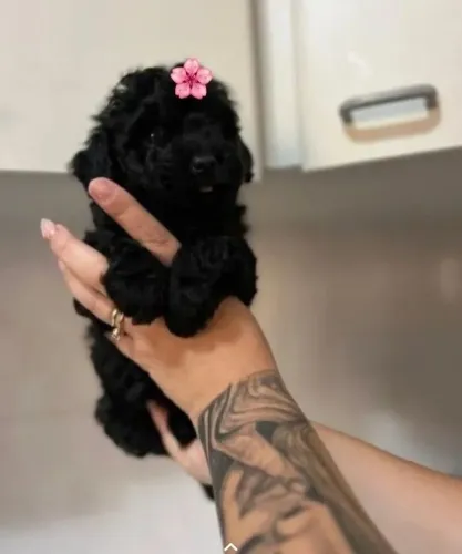 POODLE BLACK LINDINHA 