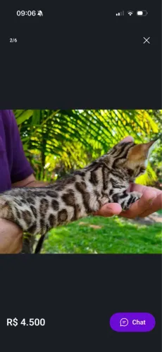 Bengal