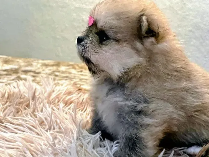 Spitz Alemão Padrão Ursinho Lulu Anão Pedigree incluso!