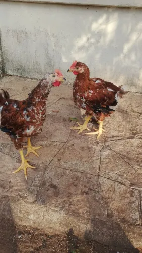 2 franguinhos de Gsb 