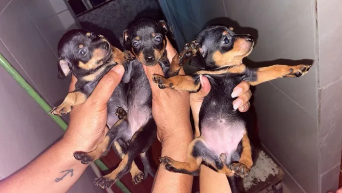 FILHOTE PINSCHER N1º