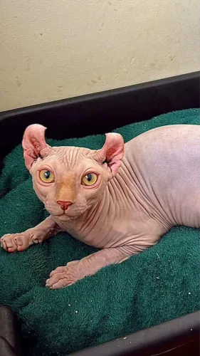 Sphynx Elf Não castrado a Venda 11 meses 