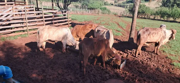 Touro e vacas gir po