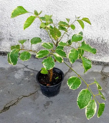 Vendo