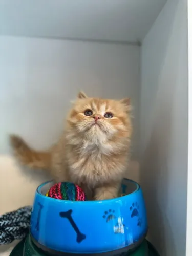 Brilhante gato persa