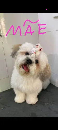 Vende-se dois filhote de shitzu macho puro