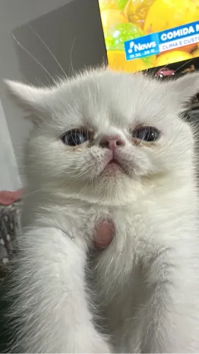 Gato persa 