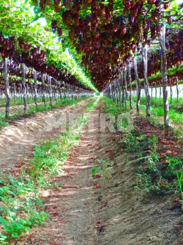 Fazenda à venda, Área Rural, 12,5hectares com uva e manga PETROLINA - PE
