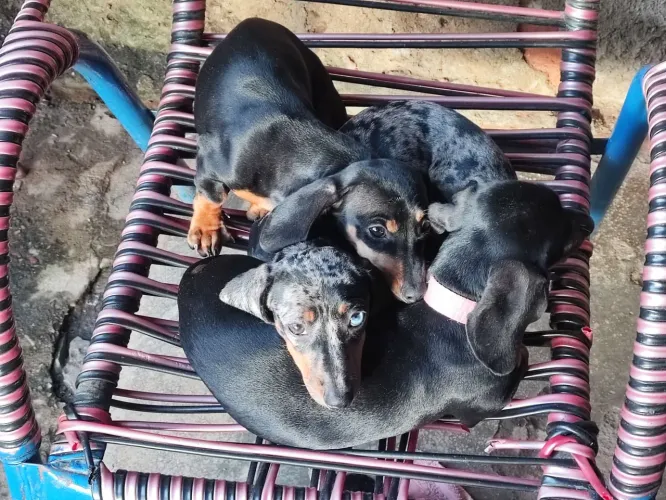 Cachorro fêmea Cofap 