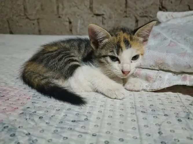 Doação de gatinhas filhotes