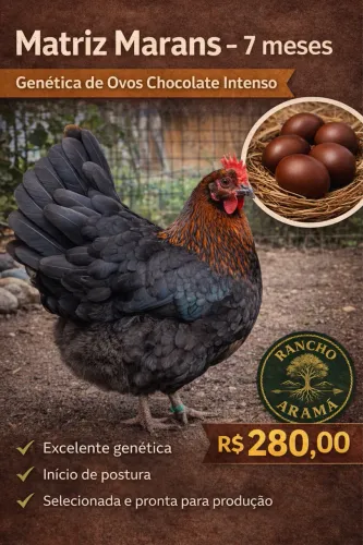 Galinha marans 