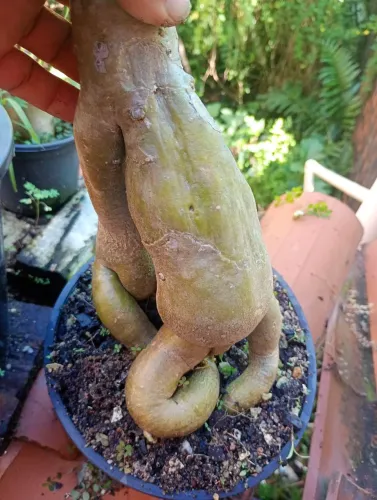 Rosa do deserto adulta com mas de 3anos de semente com da flor roxa retirada conj