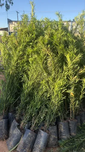 Muda de Podocarpus