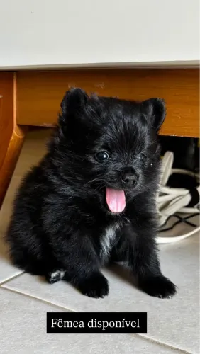 Filhote de spitz alemão 