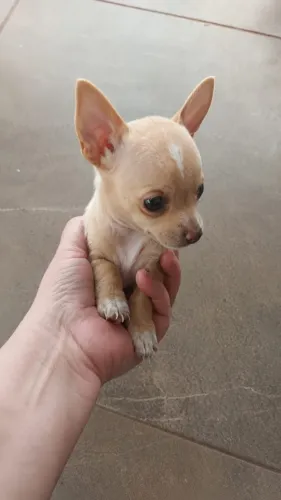 Animal