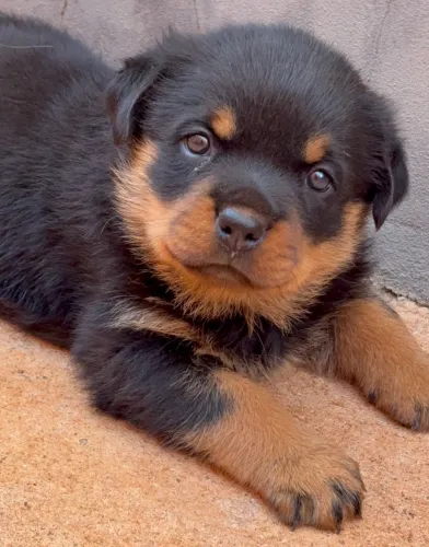 Filhote fêmea de rottweiler legítimo