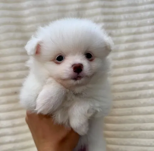Filhotes Spitz Alemão (Lulu da pomerania)