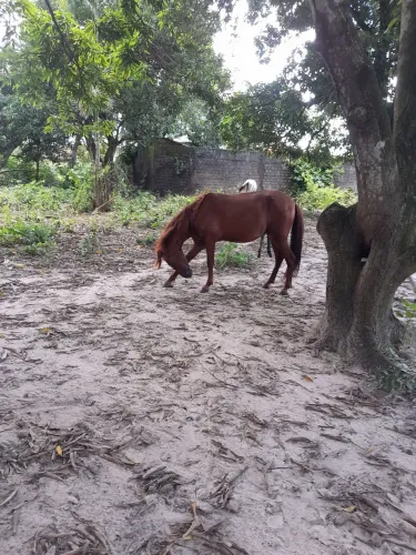Vendo cavalo 